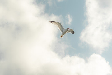 Gaviota sobrevolando los cielos