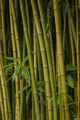 Fototapeta premium Bamboo Forest Background