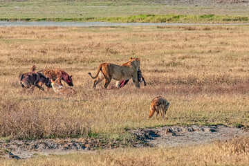 Hyenas and Jackals Follow  Lioness Carrying Her Kill