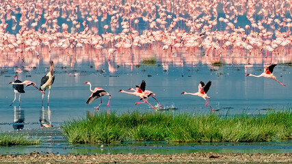 Lesser Flamingos at Lake Magadi, Ngorongoro Crater © stuckreed