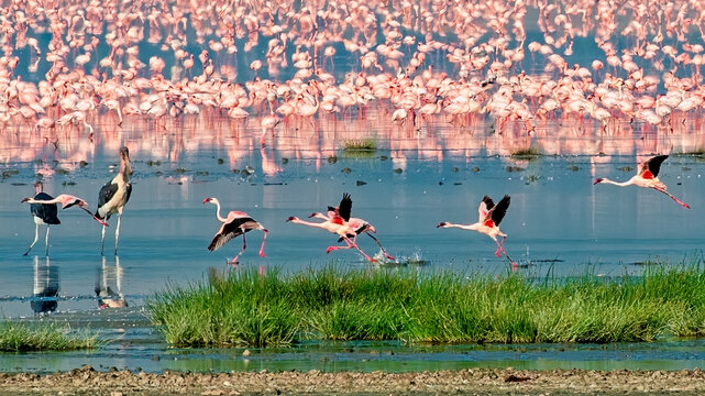 Lesser Flamingos at Lake Magadi, Ngorongoro Crater