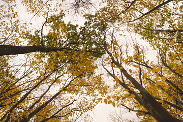 The branches of trees are adorned with bright orange leaves, showcasing the beauty of autumn. Sunlight filters through the foliage, illuminating the crisp fall colors