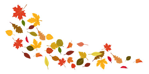 Autumn falling leaves. Flying orange foliage from tree on white background isolated vector illustration