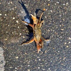 crab 