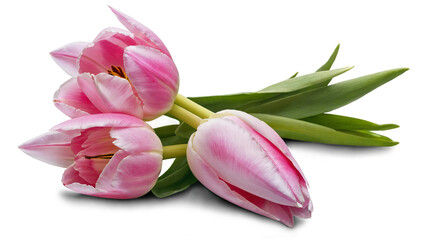 Pink tulip flowers isolated on transparent background