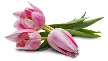 Pink tulip flowers isolated on transparent background