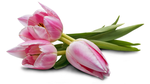 Pink tulip flowers isolated on transparent background