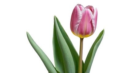Naklejka premium Pink tulip flower isolated on transparent background