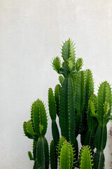 green cactus on a white wall background