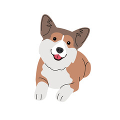 Corgi breed dog on a white background