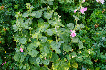 Close up of light pink lowers with buds and green leaves on the back. Outdoors floral background after rain. July 2024 © JSF15photo