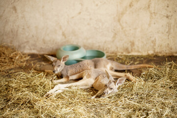 Baby Kangaroos Joey laying on hay