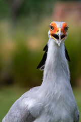 Secretary Bird