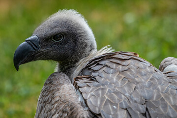 Vulture