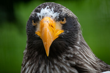 Steller's sea eagle