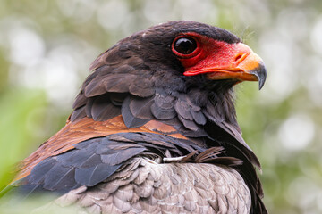 bateleur eagle
