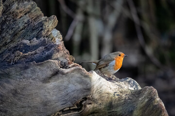 European robin