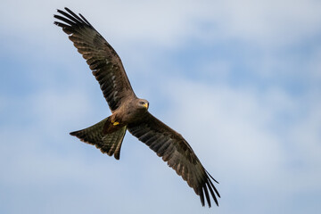 Black Kite bird of prey