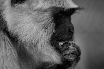 Close up of monkey eating