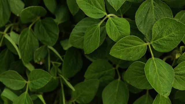 A beautiful soybean field. Growing soybeans. Soybean leaves and farming. Texture of soybean leaves.