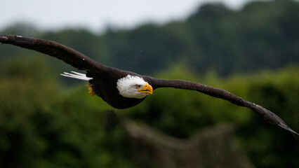 Bald Eagle Flying