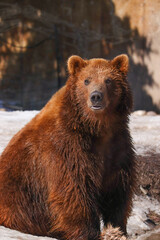 Fototapeta premium Brown Bear