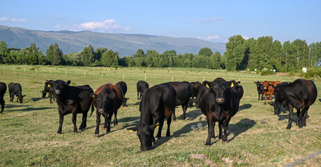 Cows grazing grass on the field. Farm. Black cows graze on a meadow. Cows on pasture. Herd of Aberdeen Angus. 