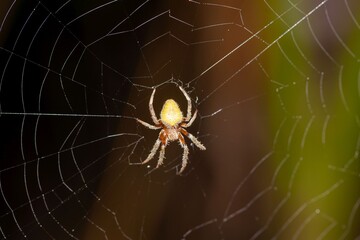 Tropical orb weaver, Eriophora ravilla, on the net