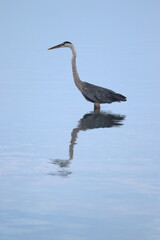 Heron in Water
