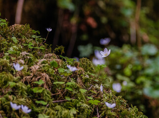 colorful flowers in the forest