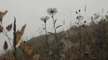 Obraz premium Flower in field with foggy sky and hill