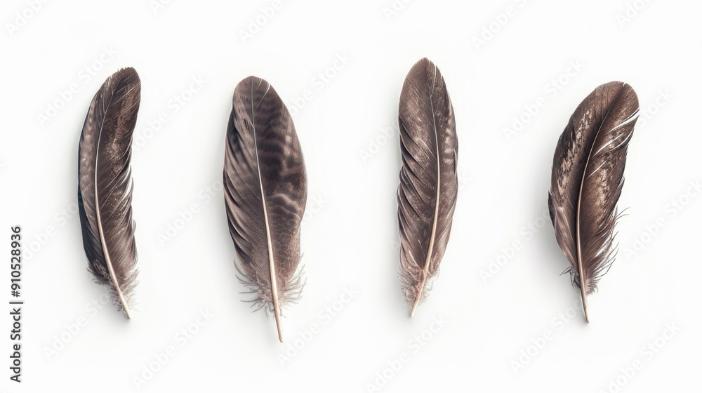 Poster three feathers resting on a white surface, possibly used as a decorative motif or symbol