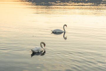 Dos cisnes nadando a la hora del atardecer