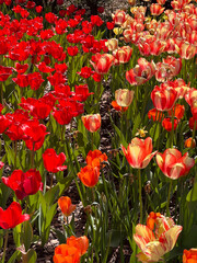 Fototapeta premium red and yellow tulips