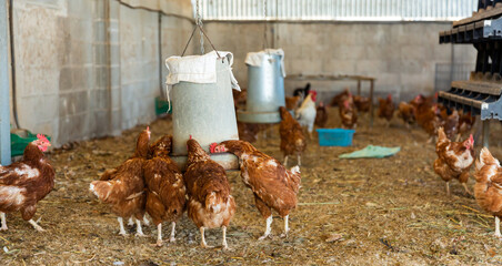 Laying hens drink water from an automatic drinker in a chicken coop © JackF