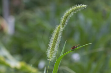 Close-up of grass with a little bug on it, green background, blurred garden in the background, macro photography