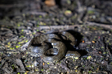 Viperine water snake, Natrix maura, Catalonia, Spain