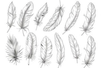A collection of colorful feathers