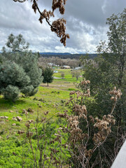 Fall Landscape in Clearlake