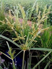 aloe vera plant in garden