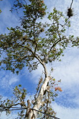 bosque colombiano, caribe, naturaleza azul del cielo