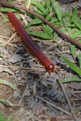 cienpies, insectos, bichos, rojo, naturaleza