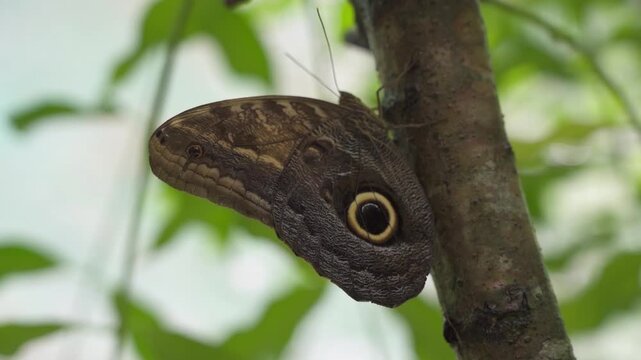 Owl butterfly on a tree. Wildlife of Costa Rica. Tropical brown butterfly with eye ona wing