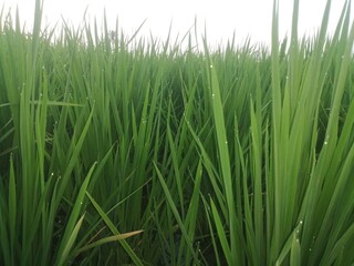 green grass background