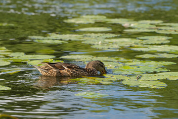 wild ducks in the park on the surface of the water and on the lawn
