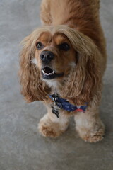 perro cocker spaniel color dorado feliz