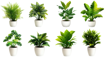various plants in a white pot, isolated png transparent background