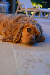 perro cocker spaniel color dorado feliz