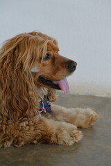 perro cocker spaniel color dorado feliz