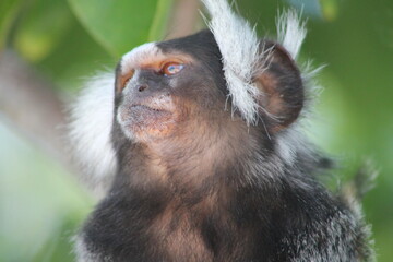 Sagui